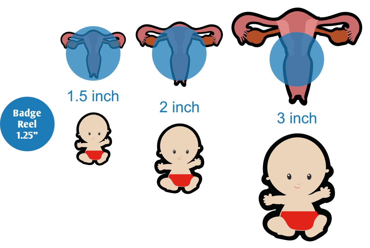 Uterus with Baby - Acrylic Shape #1759