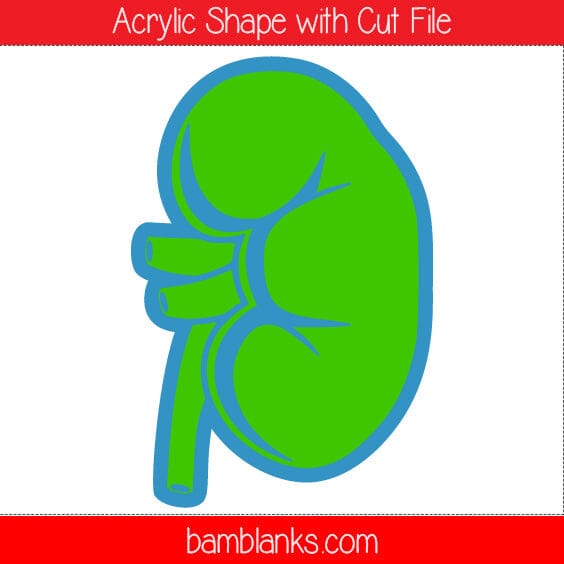 Kidney - Acrylic Shape #1293