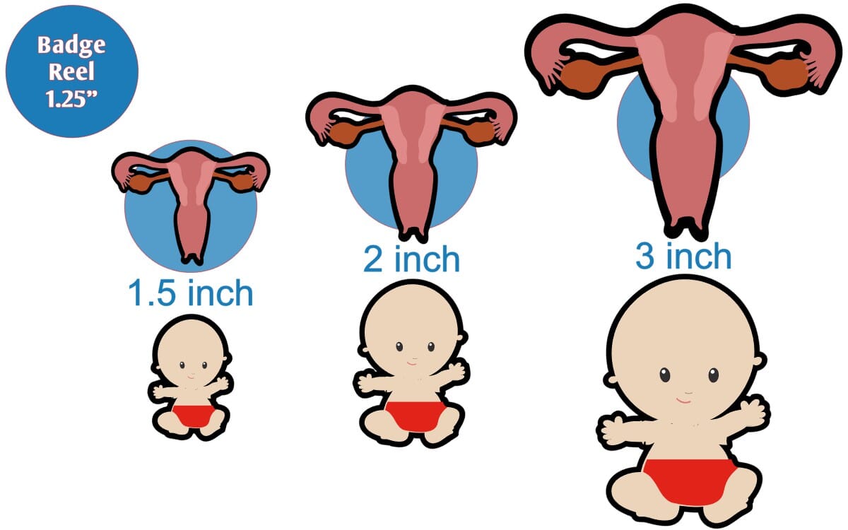 Uterus with Baby - Acrylic Shape #1759