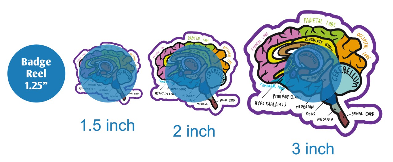 Brain Anatomy - DECAL AND ACRYLIC SHAPE #DA02547