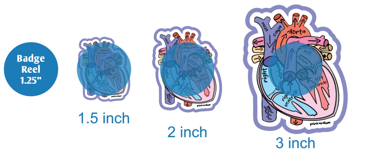 Cardiac Anatomy - DECAL AND ACRYLIC SHAPE #DA02517