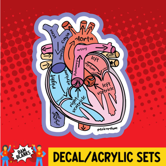 Cardiac Anatomy - DECAL AND ACRYLIC SHAPE #DA02517